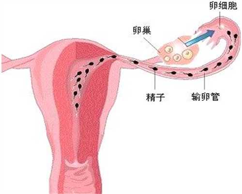代孕中期，胎宝宝的发育状况_长沙代孕妈